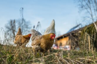 Selbstversorgung & Nachhaltigkeit: Mit eigenen Hühnern zum autarken Leben