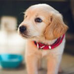 Hund verweigert Futter, frisst aber Leckerlis: Lösungswege und Tipps