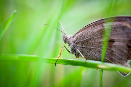 Motten bekämpfen: Mit diesen Tipps gelingt es!