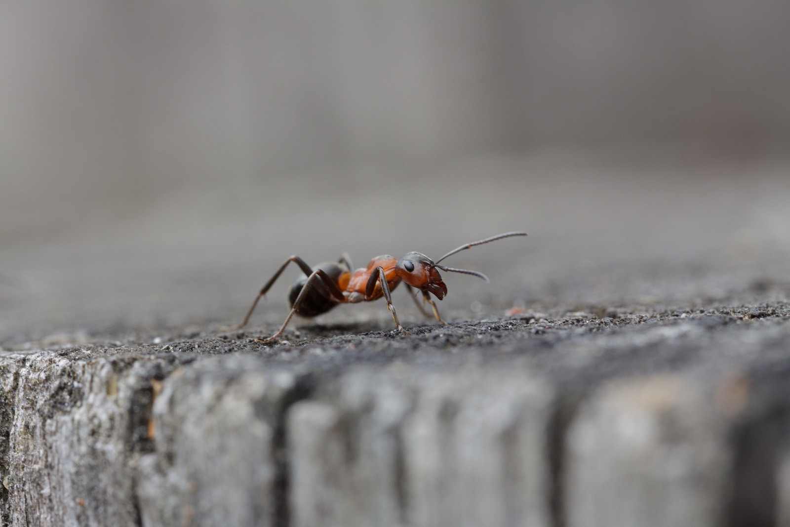 Ameisen bekämpfen: Natürliche Methoden und Hausmittel