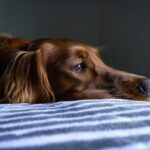 Giardien beim Hund: Ursachen, Symptome und effektive Behandlung