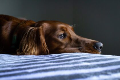 Giardien beim Hund: Ursachen, Symptome und effektive Behandlung