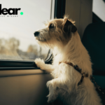 Urlaub mit Hund: Tipps, Reiseziele und Vorbereitungen