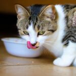 Was dürfen Katzen essen und was nicht? Gesunde Alternativen zu Katzenfutter. ð¾