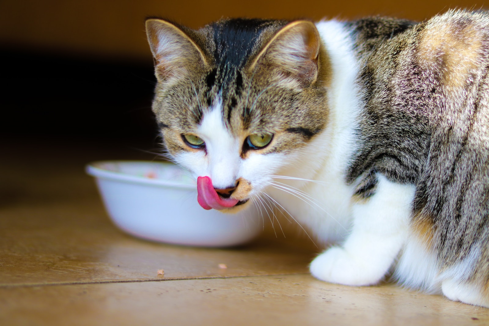 Was dürfen Katzen essen und was nicht? Gesunde Alternativen zu Katzenfutter. ð¾
