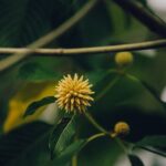 Kratom: Südostasiatische Heilpflanze gewinnt Popularität in Deutschland 4 pexels 571471950 29154080