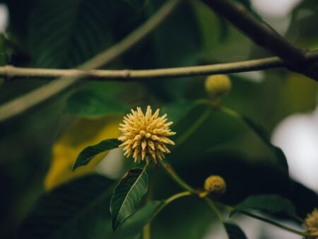 Kratom: Südostasiatische Heilpflanze gewinnt Popularität in Deutschland