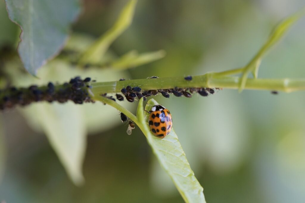 ladybug 3508203 1280