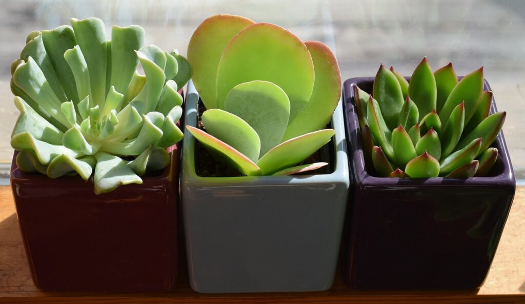 succulent trio 2026503 1280