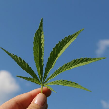 Der ultimative Leitfaden für den Anbau von Cannabis zu Hause