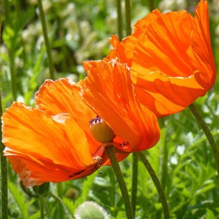 Tipps zur Förderung der Biodiversität im eigenen Garten