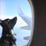 Fliegen mit Hund: Was du vor der Reise wissen solltest 1 Hunde