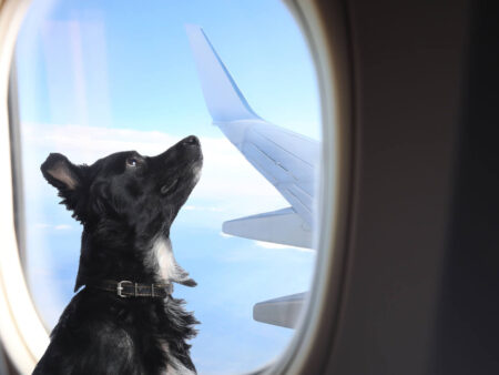 Fliegen mit Hund: Was du vor der Reise wissen solltest