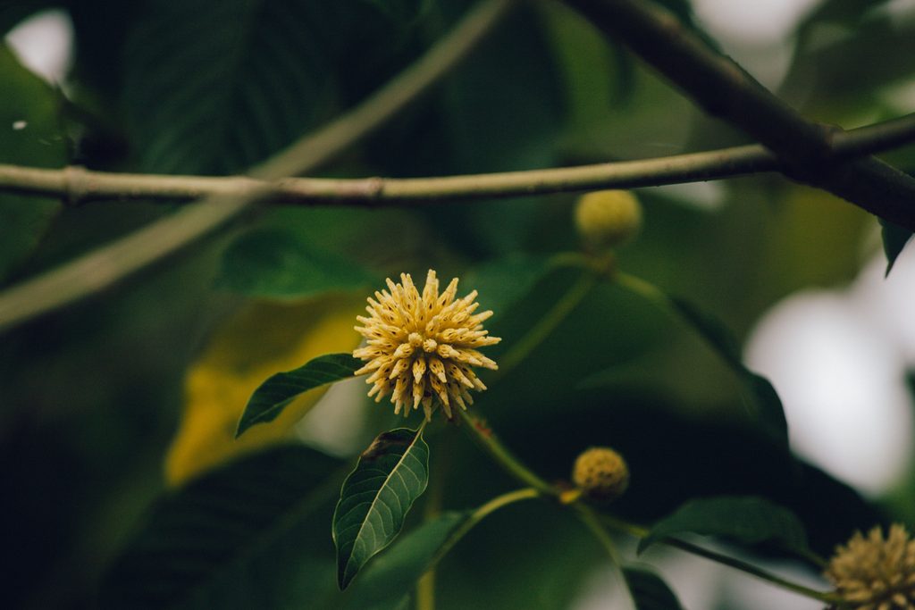 Kratom: Südostasiatische Heilpflanze gewinnt Popularität in Deutschland 3 pexels 571471950 29154080
