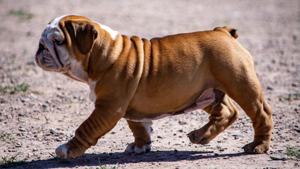 Englische Bulldogge: Ein liebevoller Familienhund mit Geschichte 1 englische Bulldogge